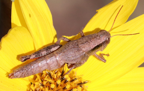 Melanoplus latus
