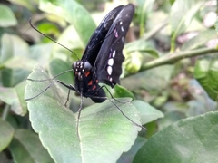 Heraclides anchisiades