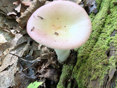 Russula flavisiccans