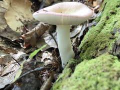 Russula flavisiccans