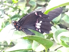 Heraclides anchisiades