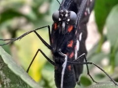 Heraclides anchisiades