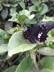 Heraclides anchisiades