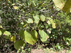 Cercis canadensis canadensis
