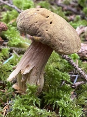 Aureoboletus citriniporus