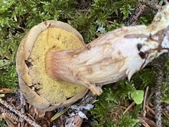 Aureoboletus citriniporus