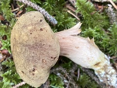 Aureoboletus citriniporus