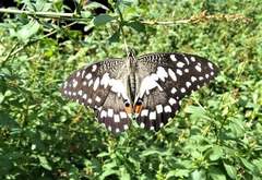 Papilio demoleus