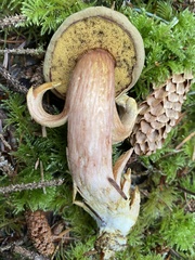 Aureoboletus citriniporus