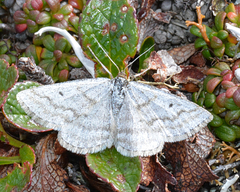 Scopula cajanderi