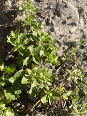 Acanthospermum australe