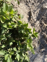 Acanthospermum australe