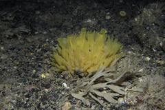 Polymastia boletiformis