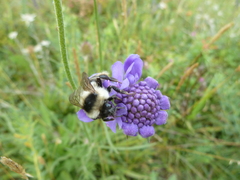 Bombus exil