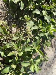 Acanthospermum australe