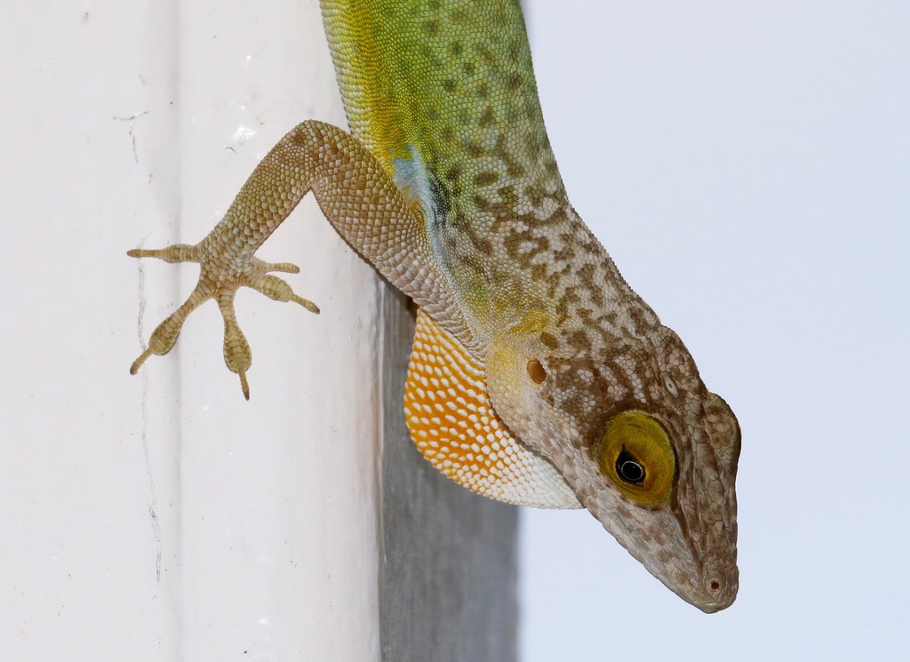Barbuda Bank Tree Anole
