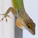 Barbuda Bank Tree Anole - Photo (c) Bird Explorers, some rights reserved (CC BY-NC), uploaded by Bird Explorers
