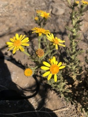 Senecio adenotrichius