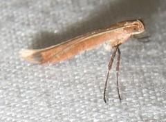 Caloptilia invariabilis