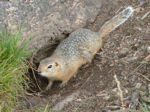 Long-tailed Ground Squirrel