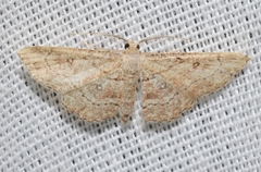 Cyclophora nanaria
