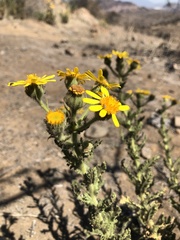 Senecio adenotrichius