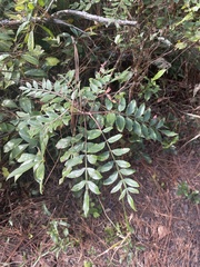 Rhus copallina image