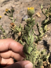 Senecio adenotrichius