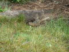 Urocitellus undulatus