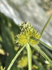 Cyperus metzii