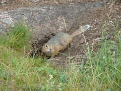 Urocitellus undulatus