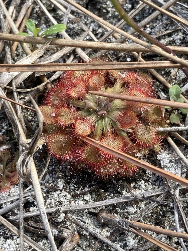 Drosera capillaris