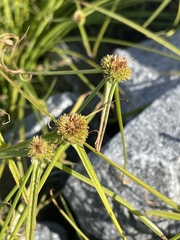 Cyperus metzii