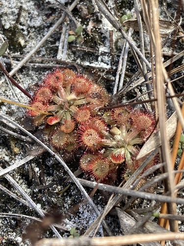 Drosera capillaris