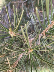 Pinus quadrifolia