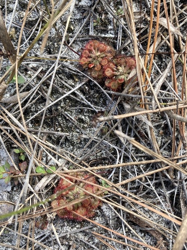 Drosera capillaris