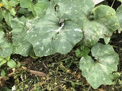 Cucurbitales