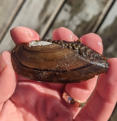 Helicopsyche borealis