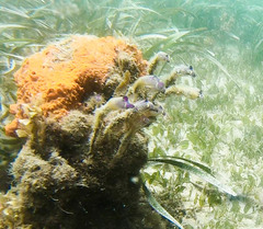Clavelina meridionalis