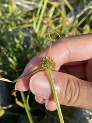 Cyperus metzii