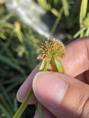 Cyperus metzii