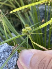 Cyperus metzii
