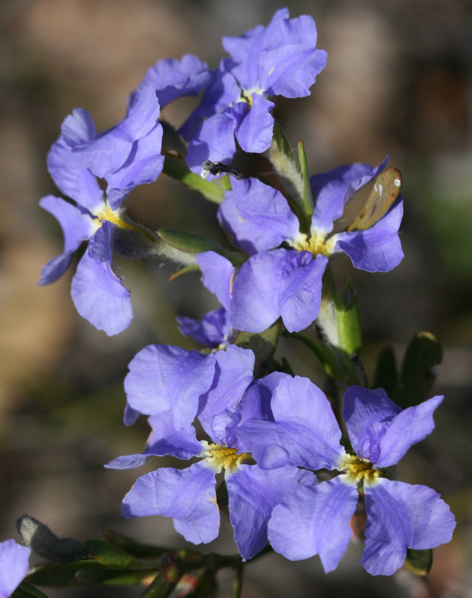 Goodeniaceae