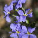 Goodeniaceae - Photo (c) Philip Bouchard, algunos derechos reservados (CC BY-NC-ND)