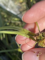 Cyperus metzii