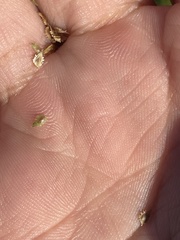 Cyperus metzii