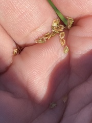 Cyperus metzii