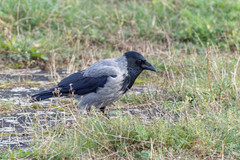 Corvus cornix