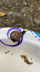 Zachrysia provisoria