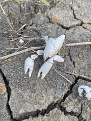 Procambarus steigmani